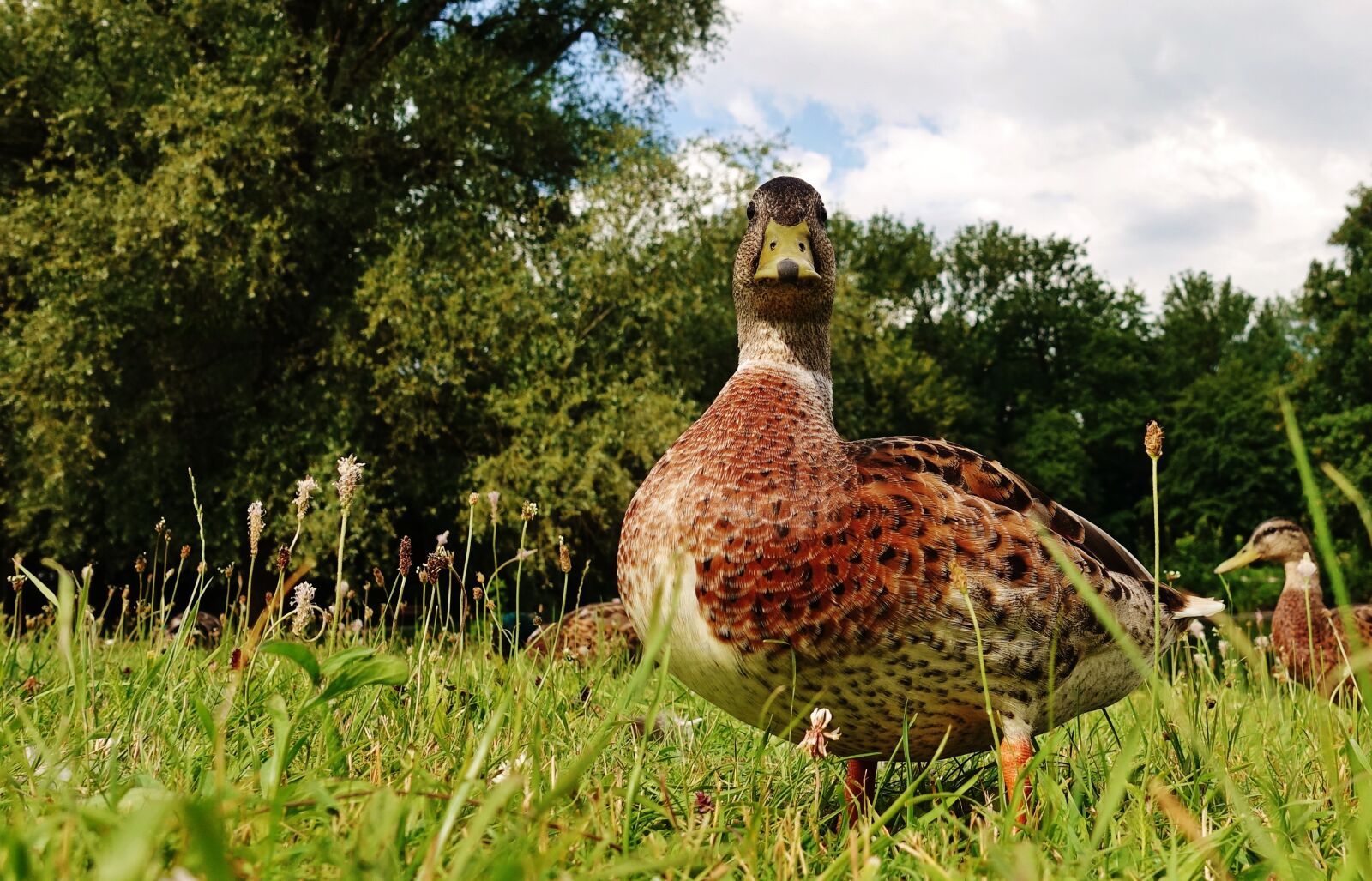 Sony DSC-RX100M5 sample photo. Mallard, duck, low angle photography