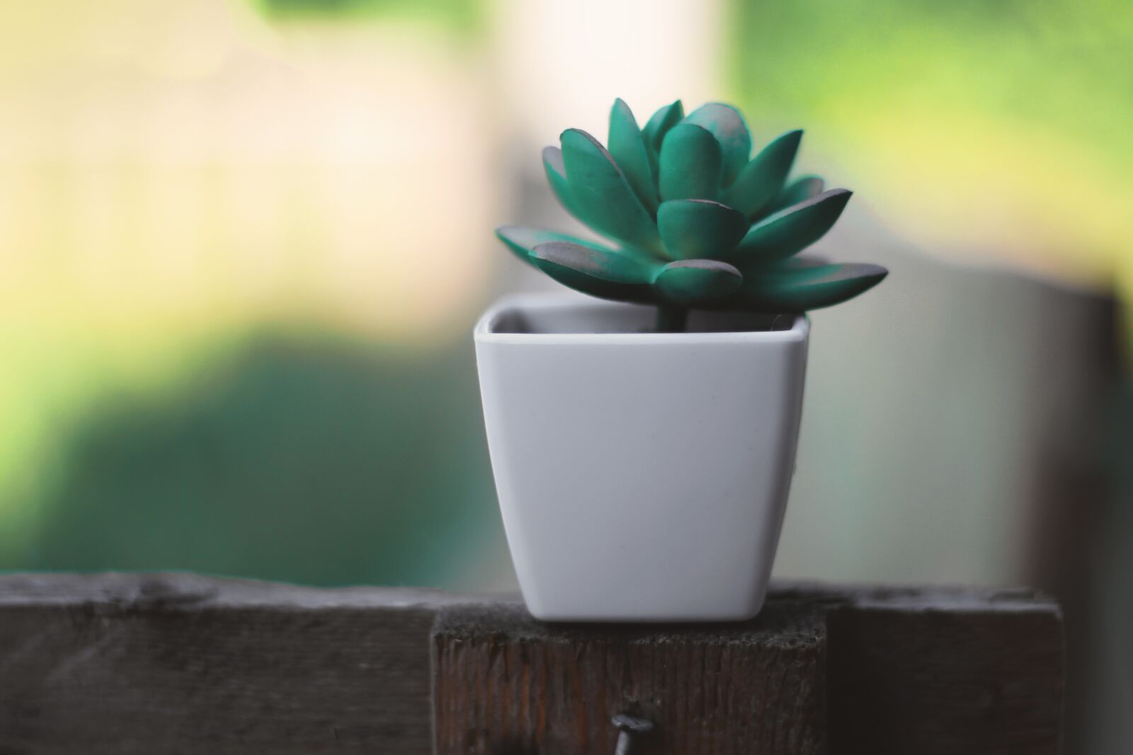 Canon EOS 700D (EOS Rebel T5i / EOS Kiss X7i) sample photo. Plant, plastic, desk photography