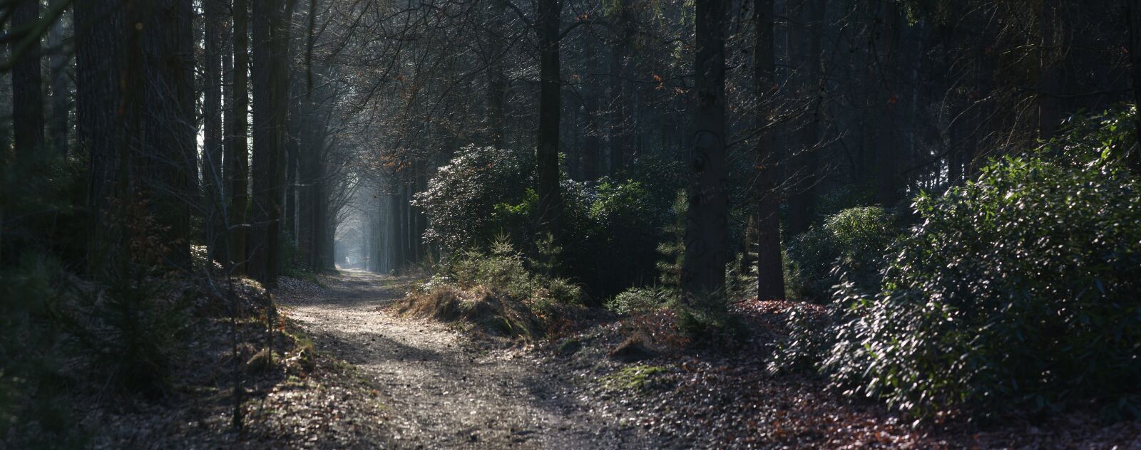 Sony Alpha DSLR-A700 sample photo. Panoramic, nature, wood photography