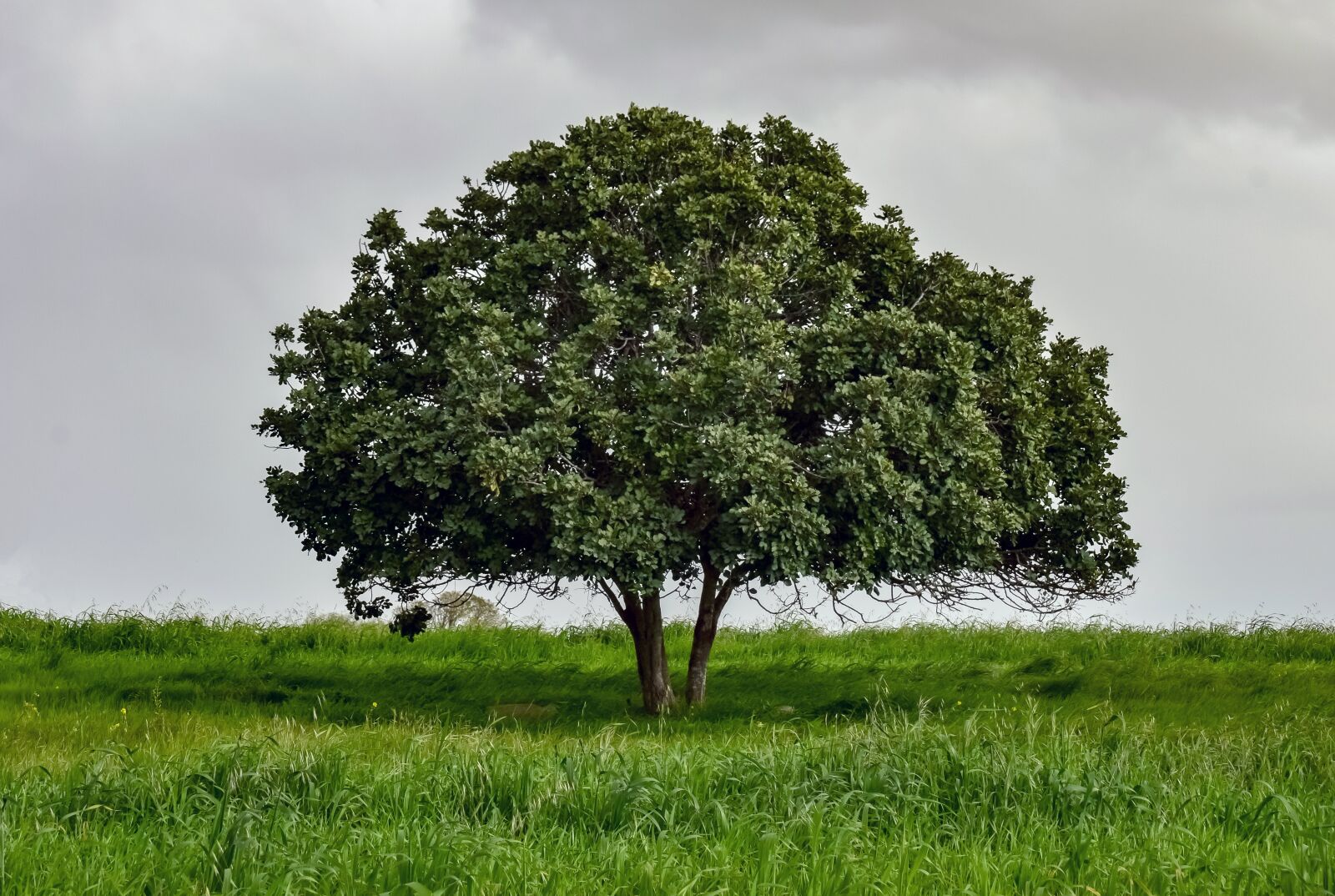 Nikon D3300 sample photo. Tree, meadow, landscape photography