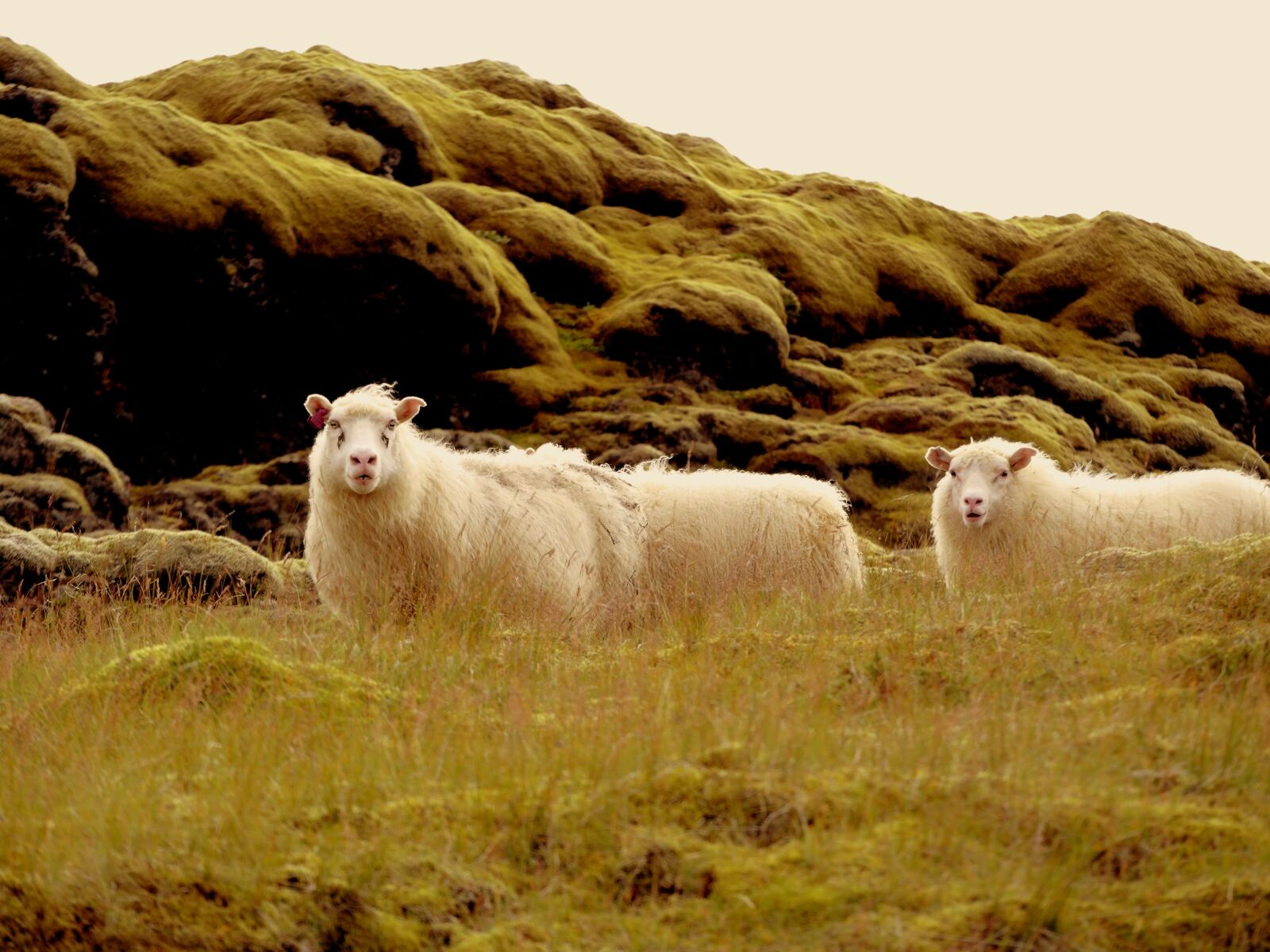 JK KODAK PIXPRO S-1 sample photo. Sheep, iceland, pastures photography