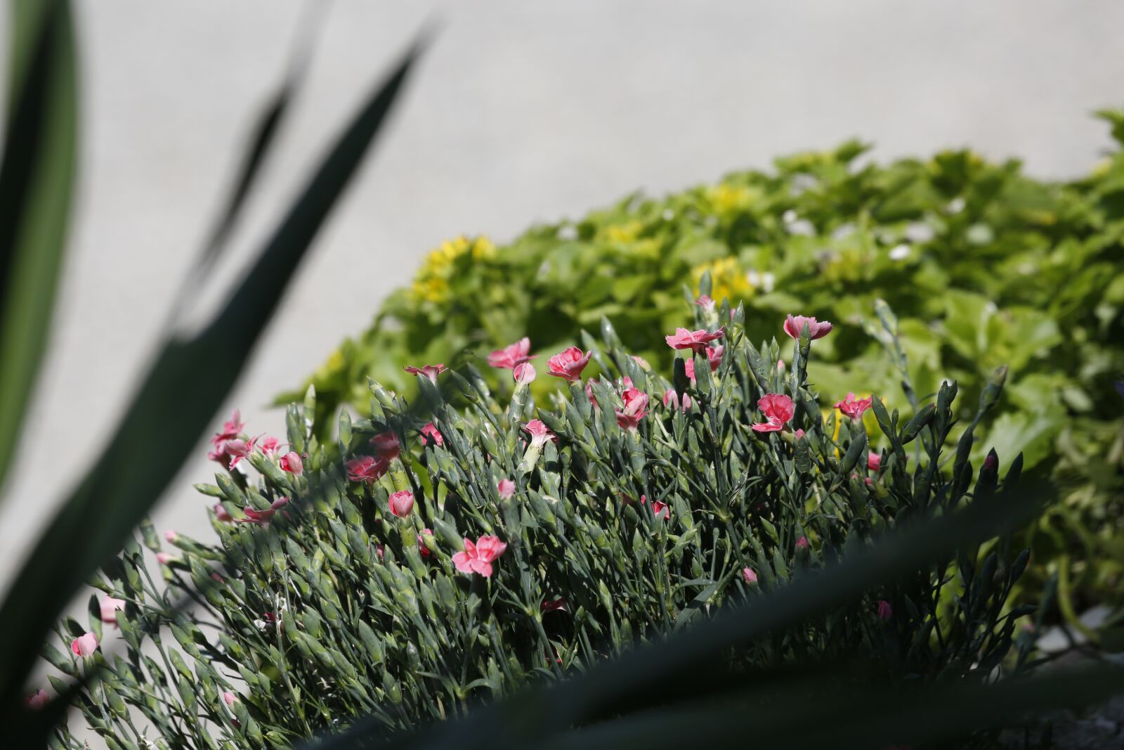 Canon EF 100-400mm F4.5-5.6L IS USM sample photo. Flowers, spring, summer photography