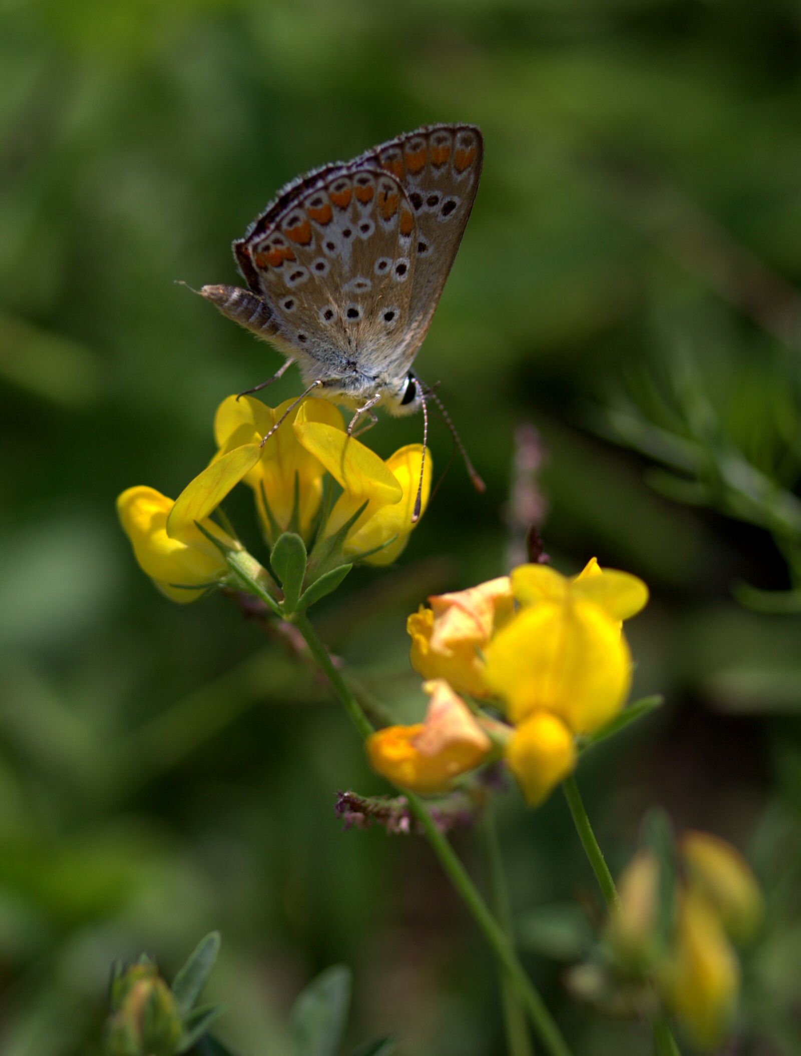 Canon EF-S 60mm F2.8 Macro USM sample photo. Butterfly, coloring, flower photography