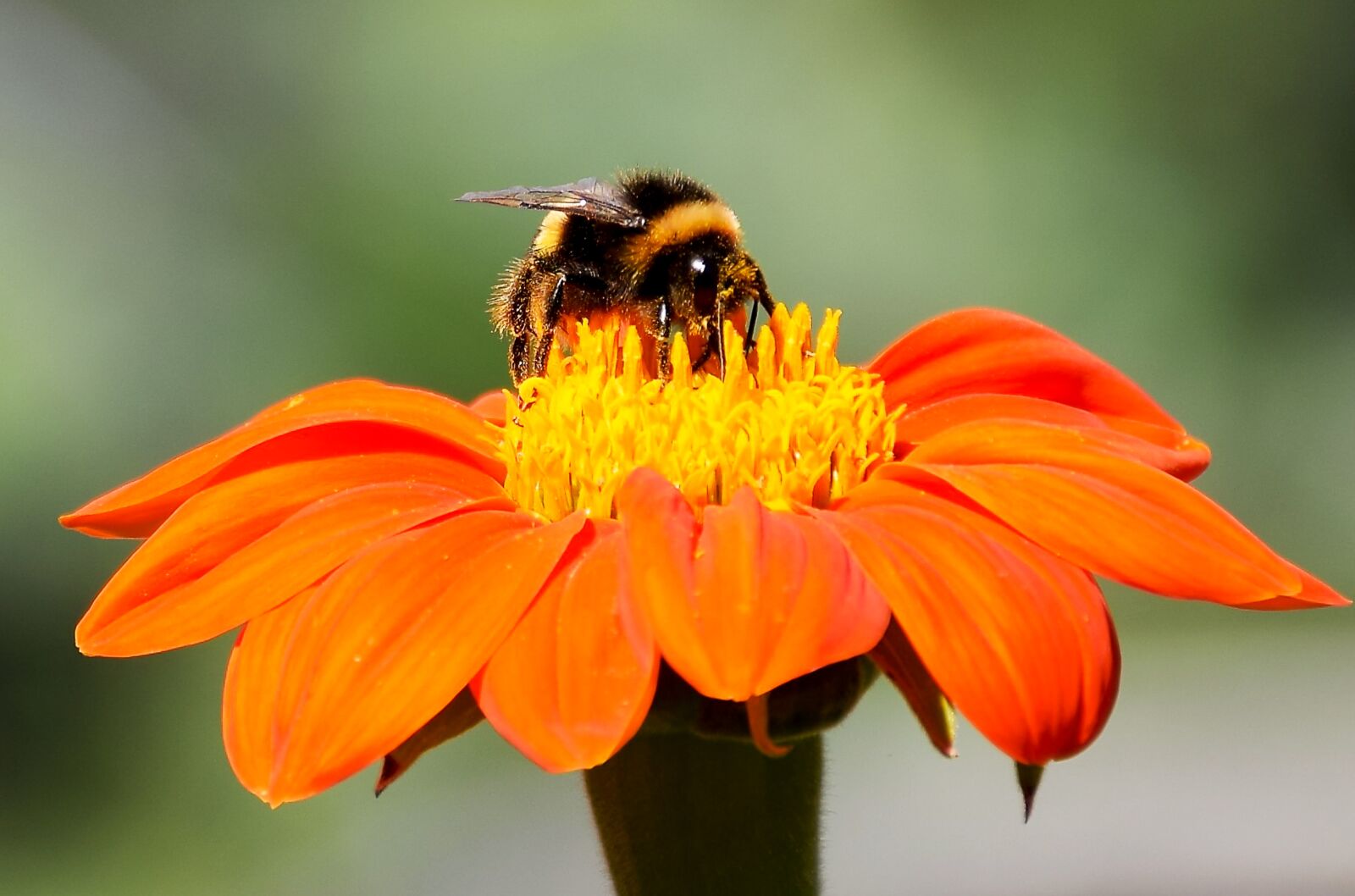 Nikon D5300 sample photo. Flower, bees, bee photography