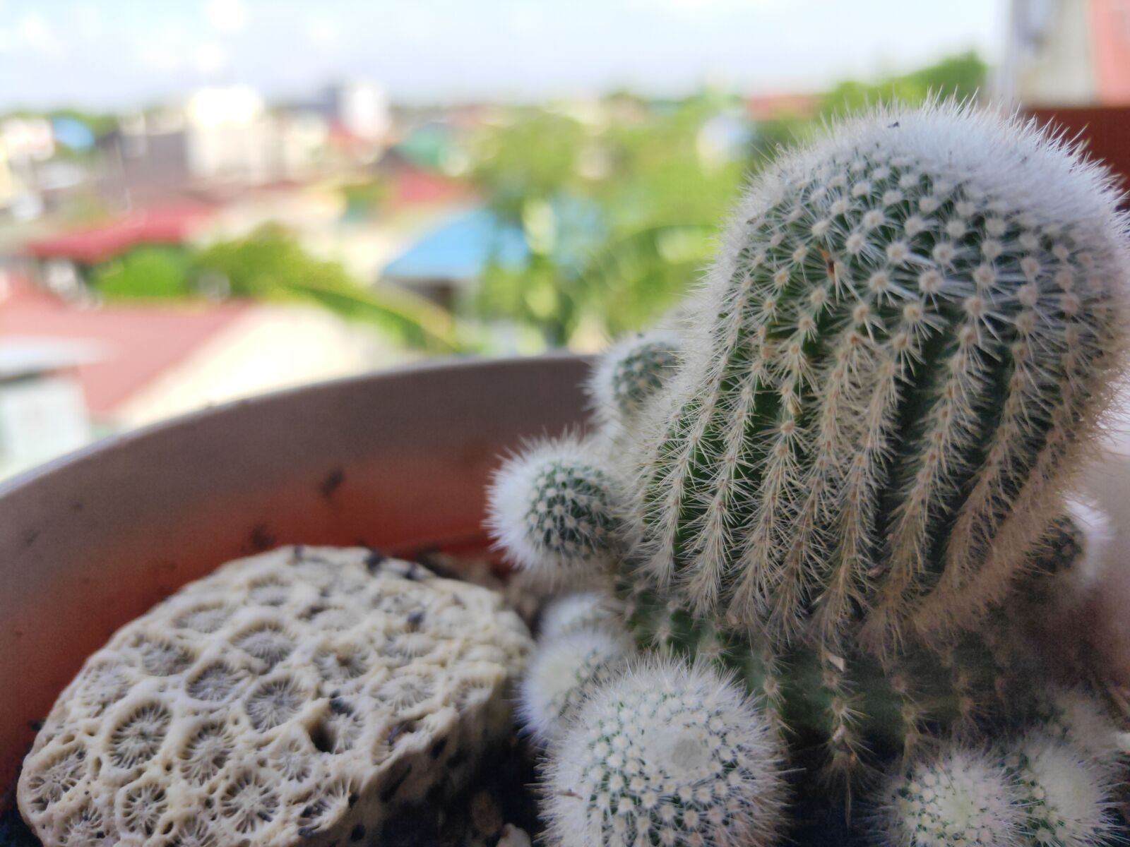 Realme 3 PRO sample photo. Cactus, plant, spine photography