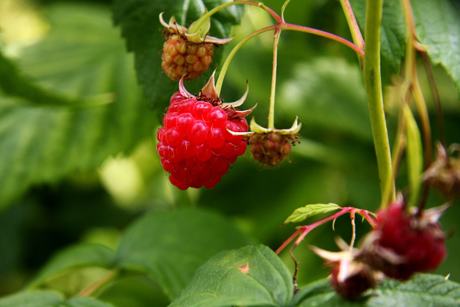 Canon EOS 40D sample photo. Raspberry, raspberries, plant photography