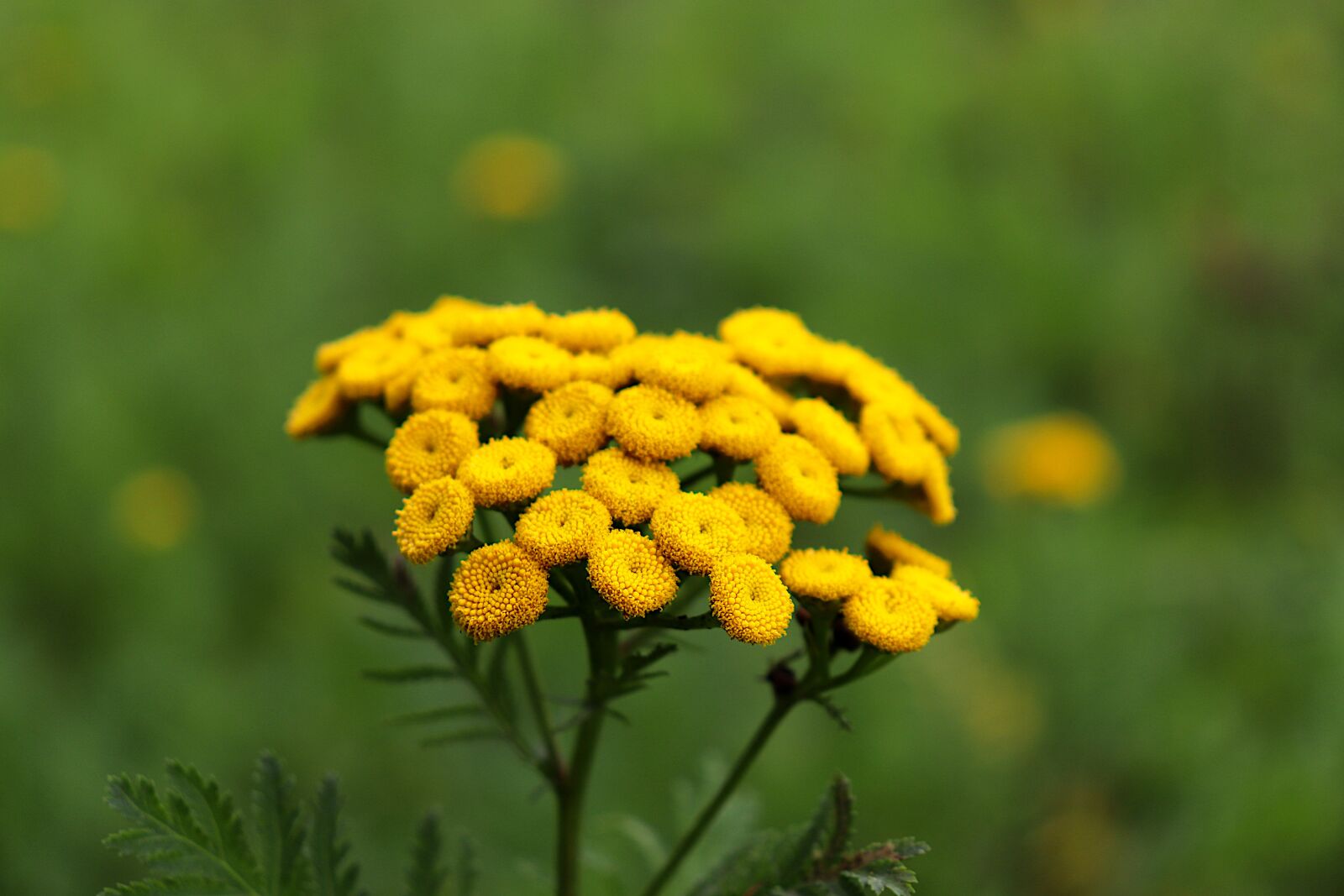 Canon EOS 800D (EOS Rebel T7i / EOS Kiss X9i) sample photo. Flowers, plants, medicinal plants photography