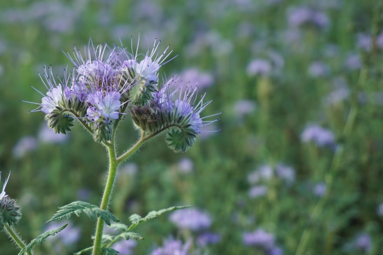 Sony a6000 sample photo. Flower, meadow, blossom photography