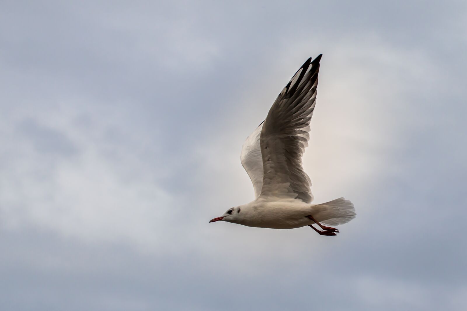 Canon EOS 200D (EOS Rebel SL2 / EOS Kiss X9) sample photo. Seagull, gull, flying photography