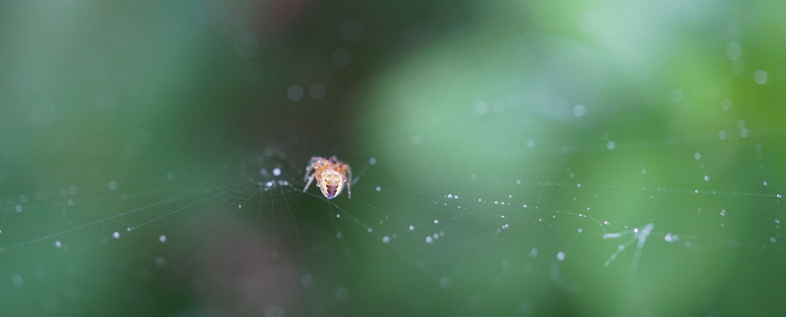 Sony E 30mm F3.5 Macro sample photo. Small spider, cobweb, nature photography