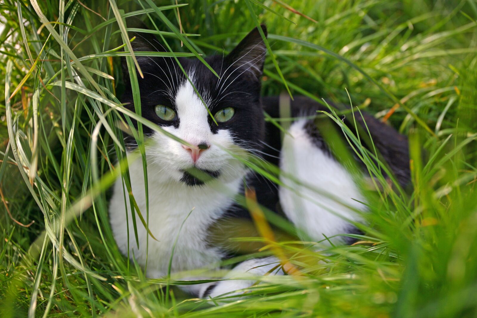 Canon EOS 5D sample photo. Cat, grass, animal photography