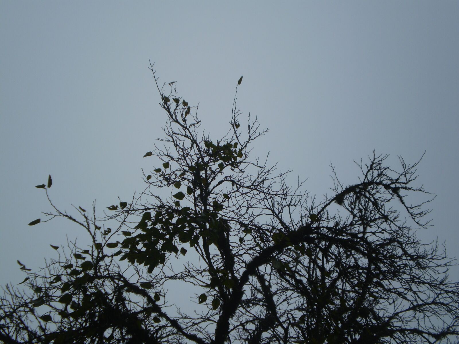 Olympus FE210,X775 sample photo. Winter, tree, without leaves photography