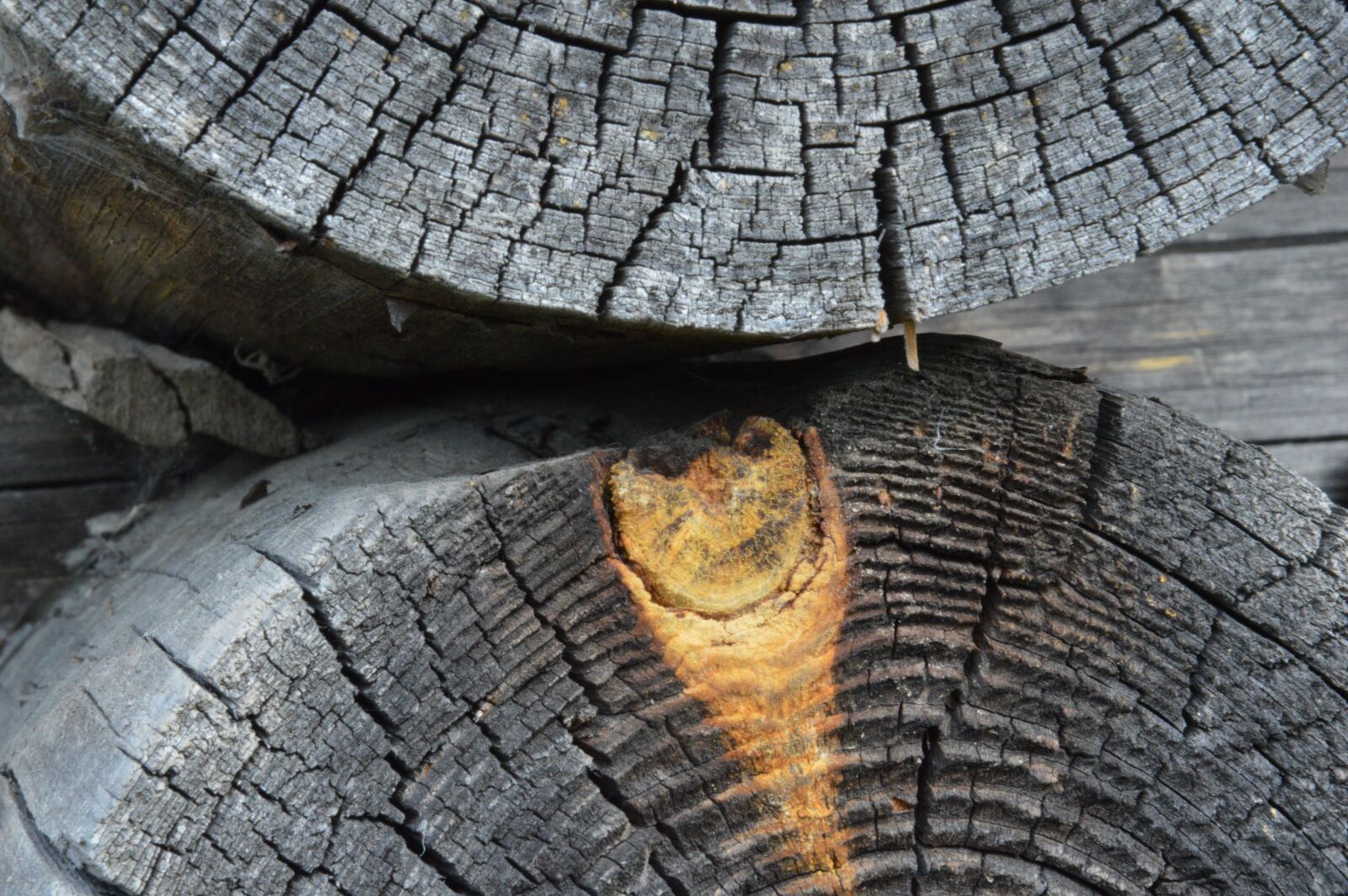 Nikon D3200 sample photo. Tree, texture, wood photography