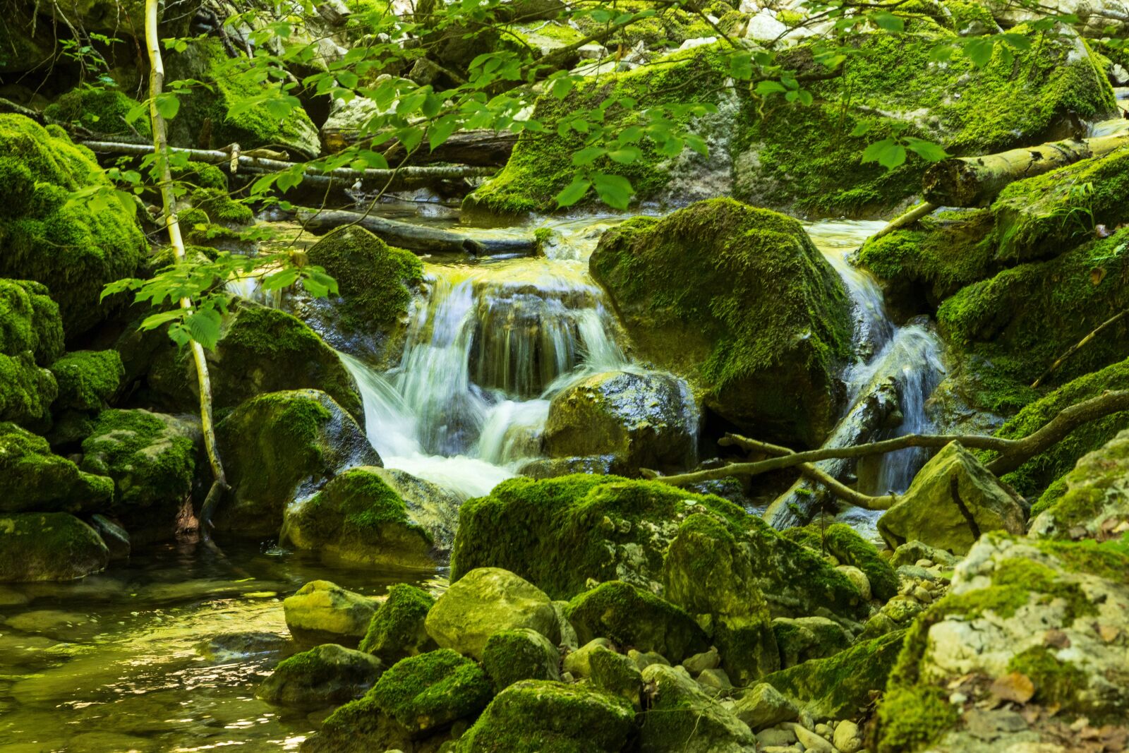 Canon EOS 6D Mark II sample photo. Torrent, bach, green photography