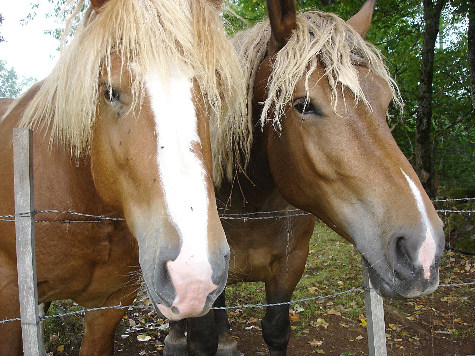 Sony DSC-P100 sample photo. Horses, horseback riding, nature photography
