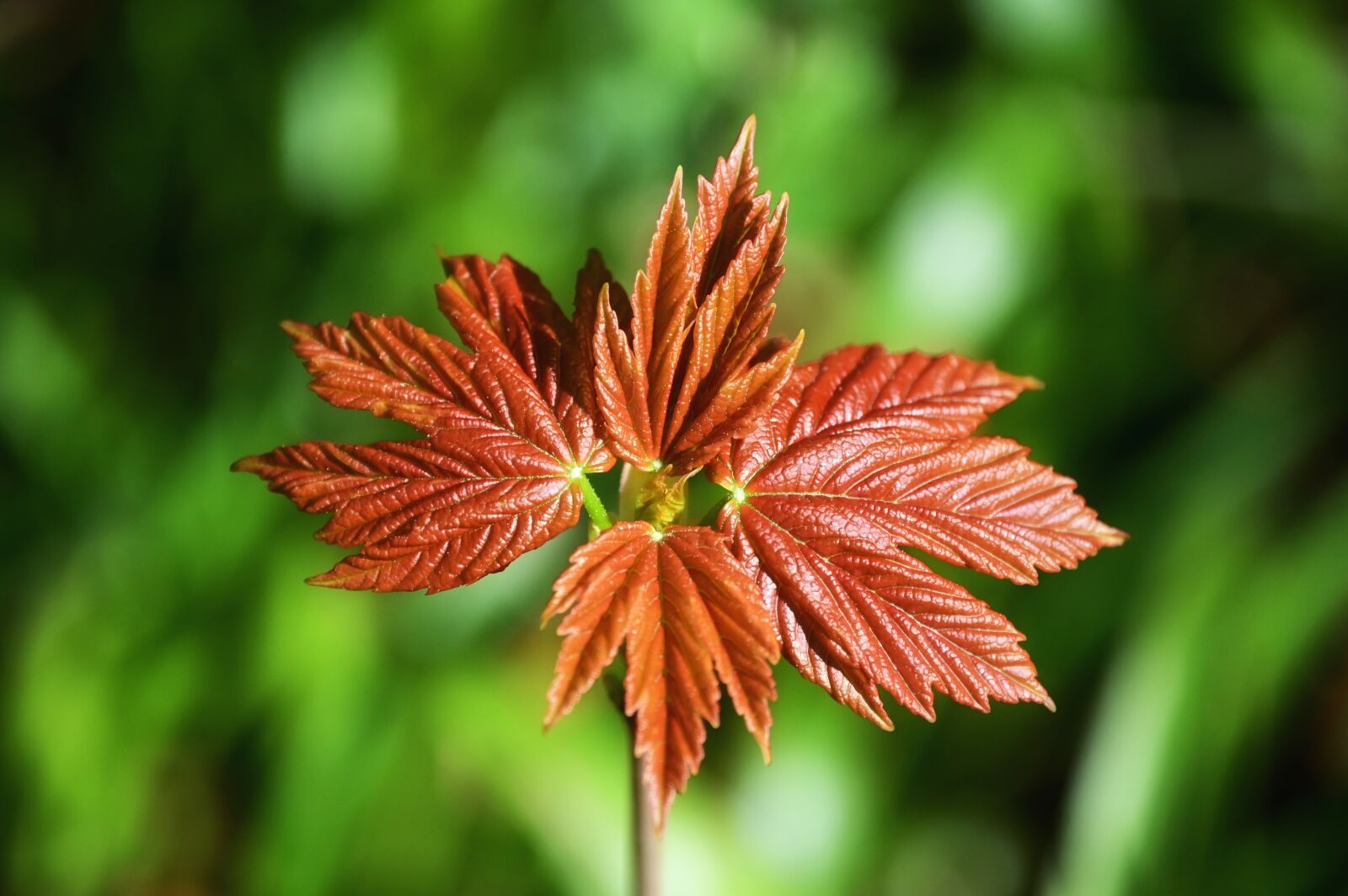 Nikon Z6 sample photo. Maple, leaf, orange photography