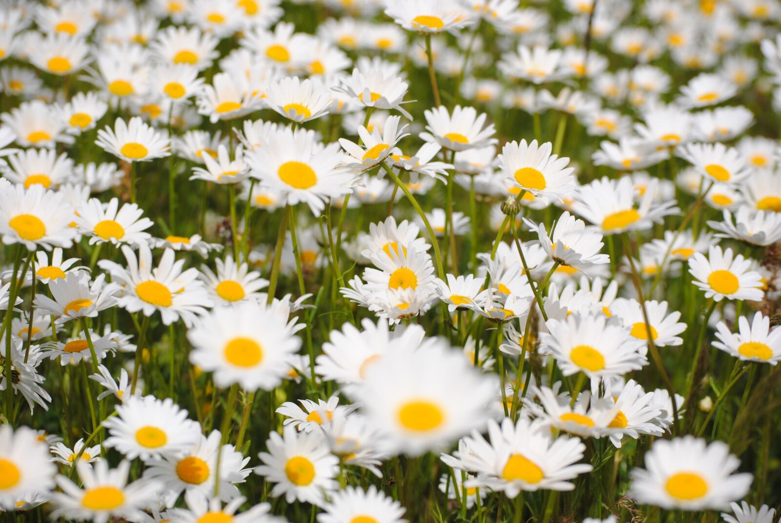 Nikon D3000 sample photo. Flower, flora, nature photography