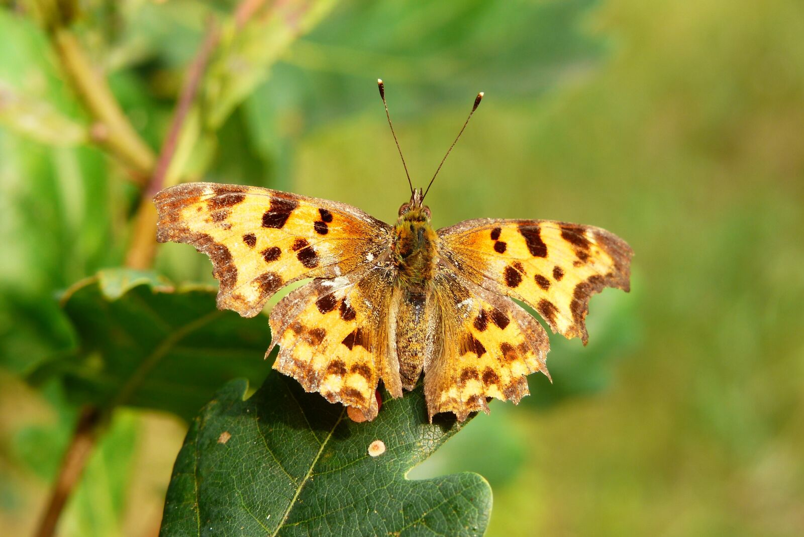 Panasonic Lumix DMC-FZ200 sample photo. Vanessa ceik, insect, butterfly photography