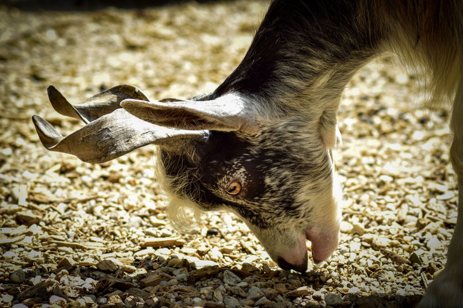 Nikon D5300 sample photo. Goat, animal, eat photography