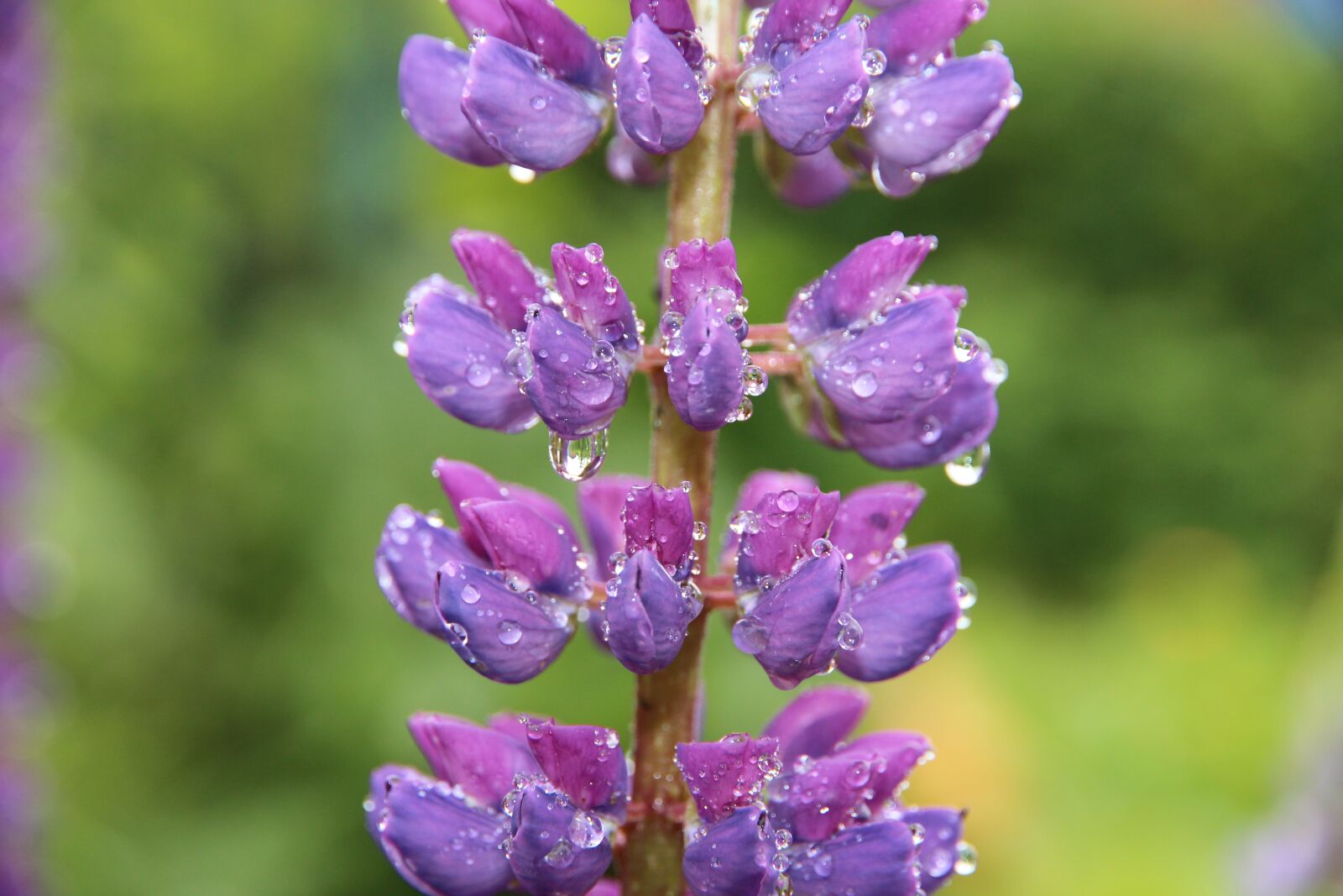 Canon EOS 650D (EOS Rebel T4i / EOS Kiss X6i) + Canon EF-S 15-85mm F3.5-5.6 IS USM sample photo. Lupine, flower, morning photography