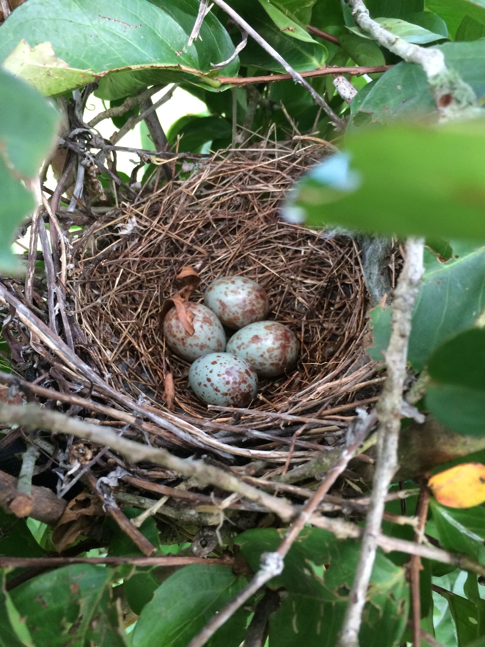 iPhone 5s back camera 4.15mm f/2.2 sample photo. Nest, nature, bird photography