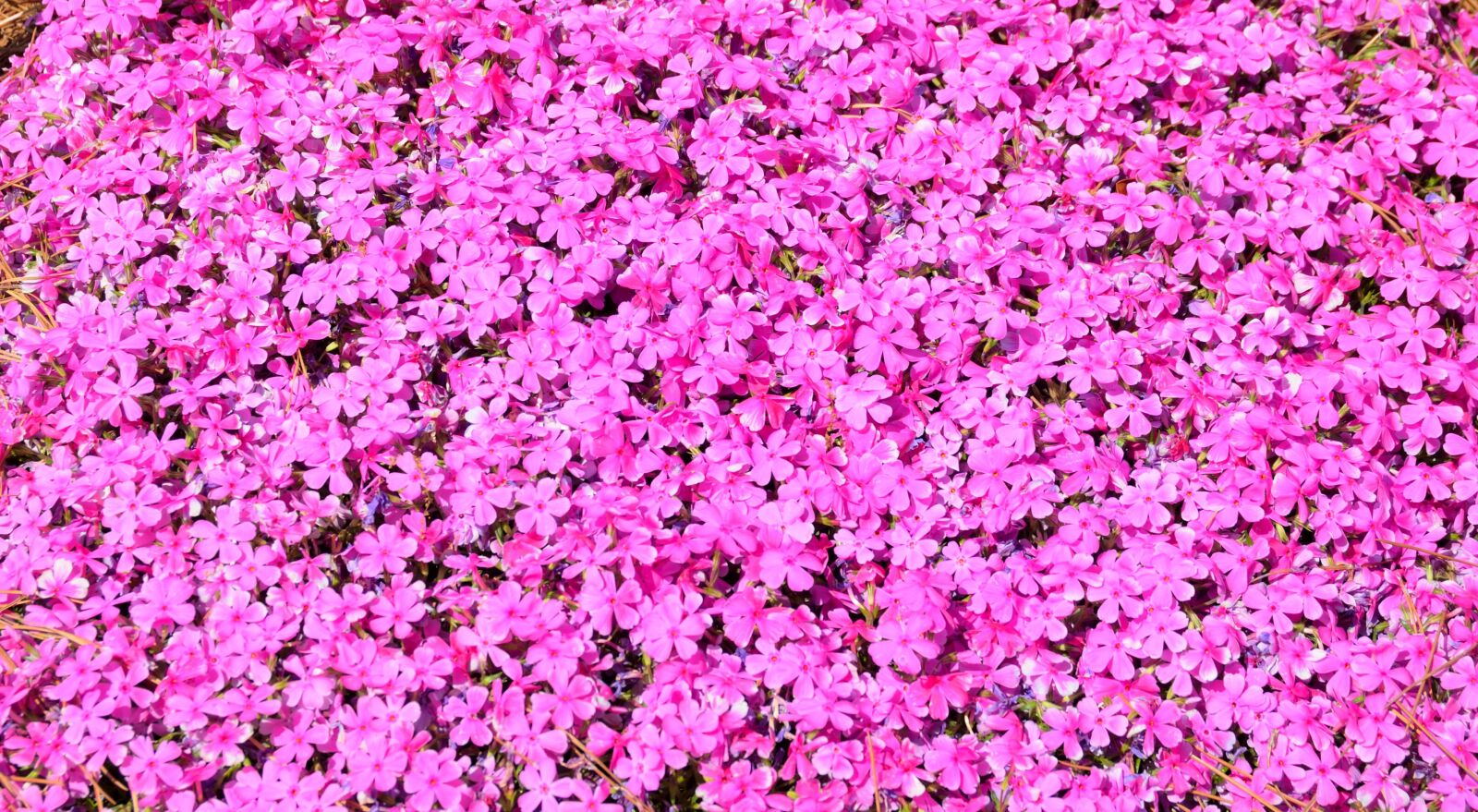 Nikon D7000 sample photo. Vibrant pink floral, flowers photography