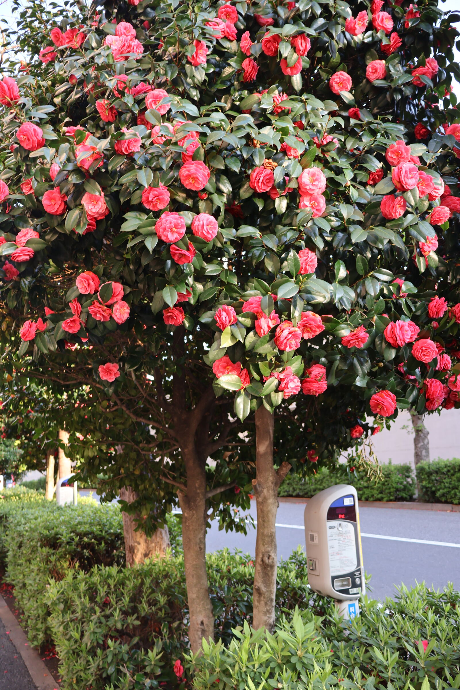 Canon EOS R50 sample photo