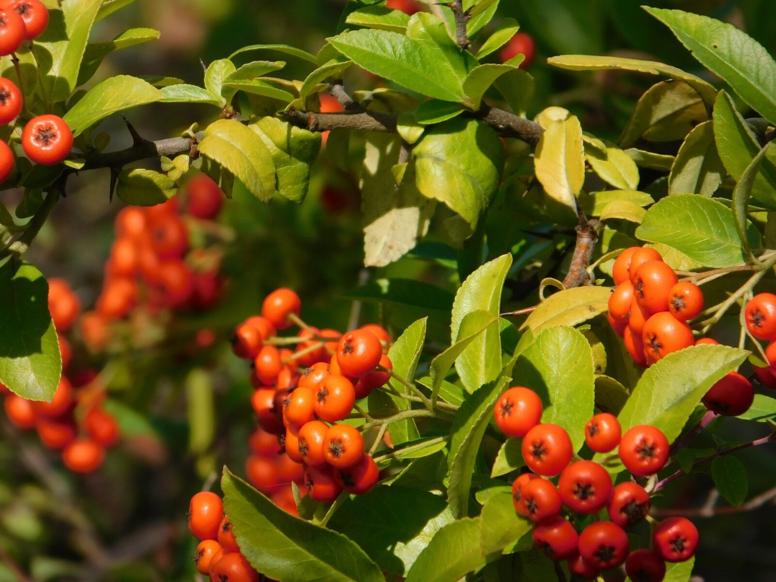 Nikon Coolpix B500 sample photo. Red fruits, garden, plant photography