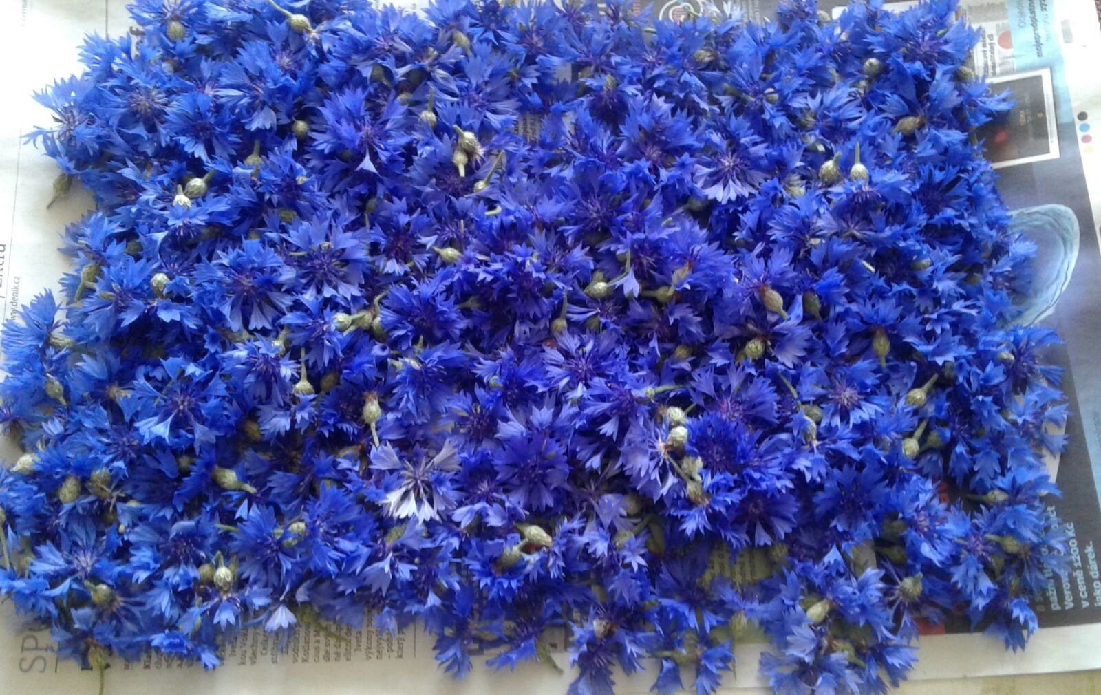 Samsung Galaxy J2 sample photo. Cornflower, beauty, blue photography