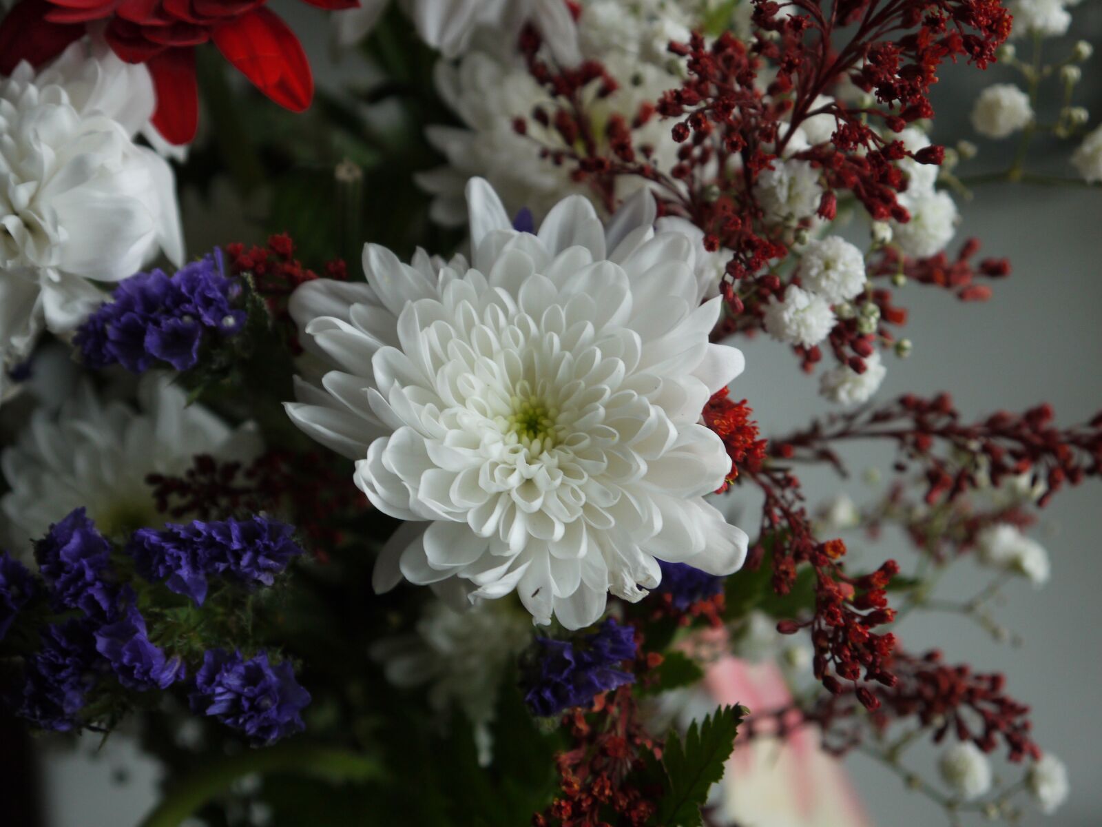 Panasonic Lumix DMC-G10 sample photo. Flower, red, white photography