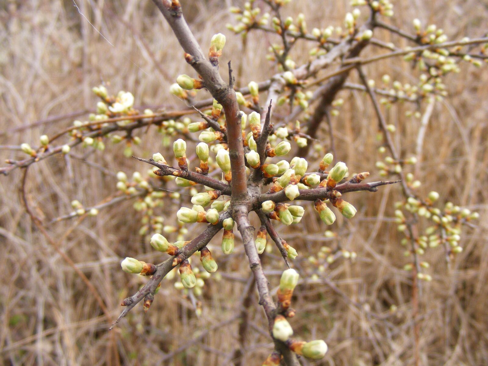 Fujifilm FinePix S5700 S700 sample photo. Blackthorn, buds, flowers photography