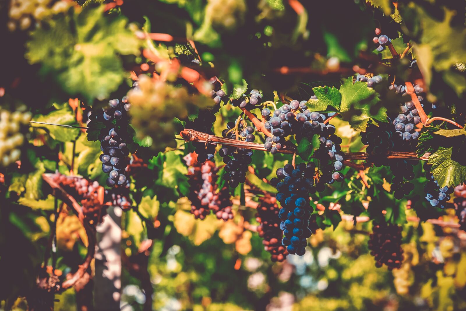 Fujifilm XF 55-200mm F3.5-4.8 R LM OIS sample photo. Grapes, fruit, vine photography