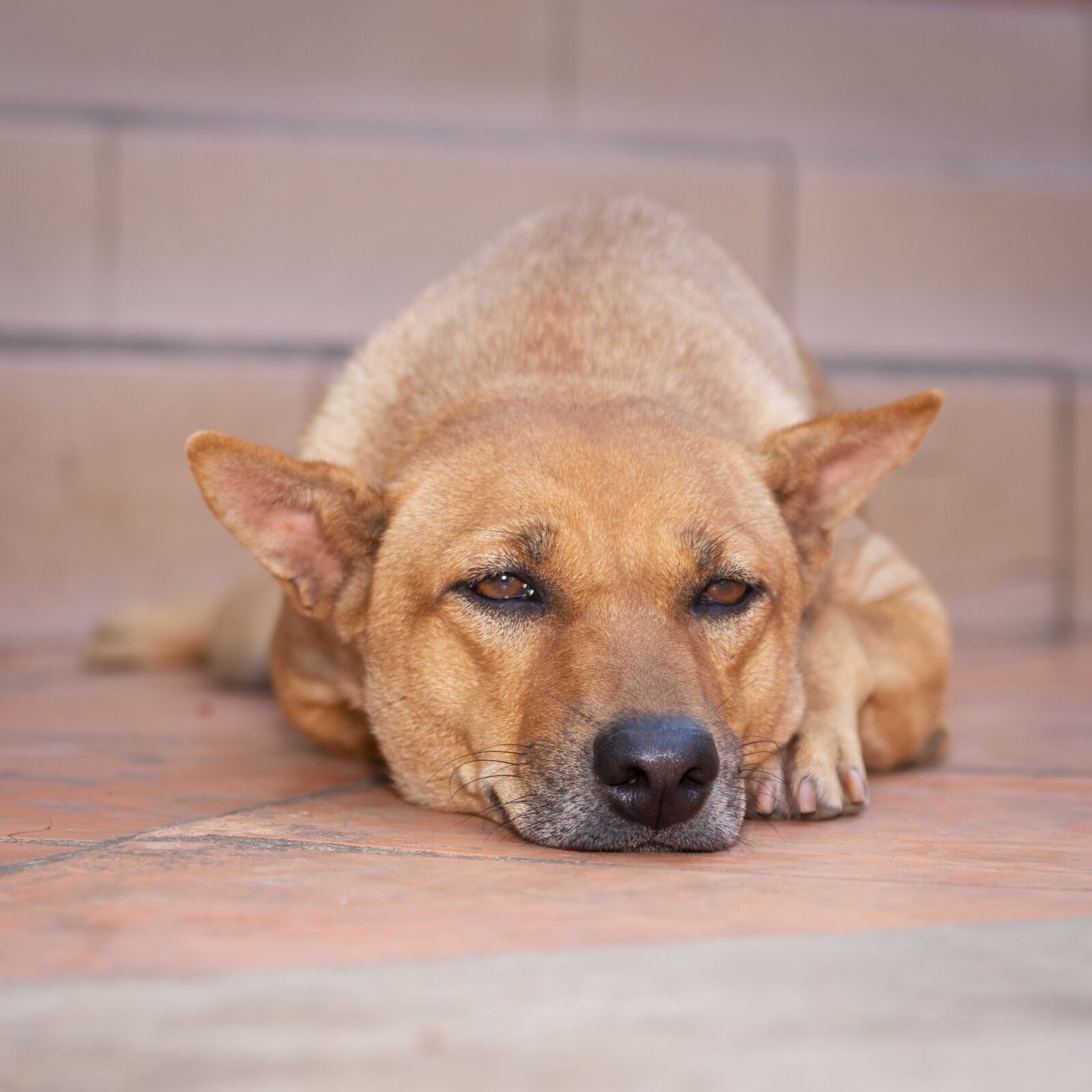 Nikon D7200 sample photo. Dogs, cute, puppy photography