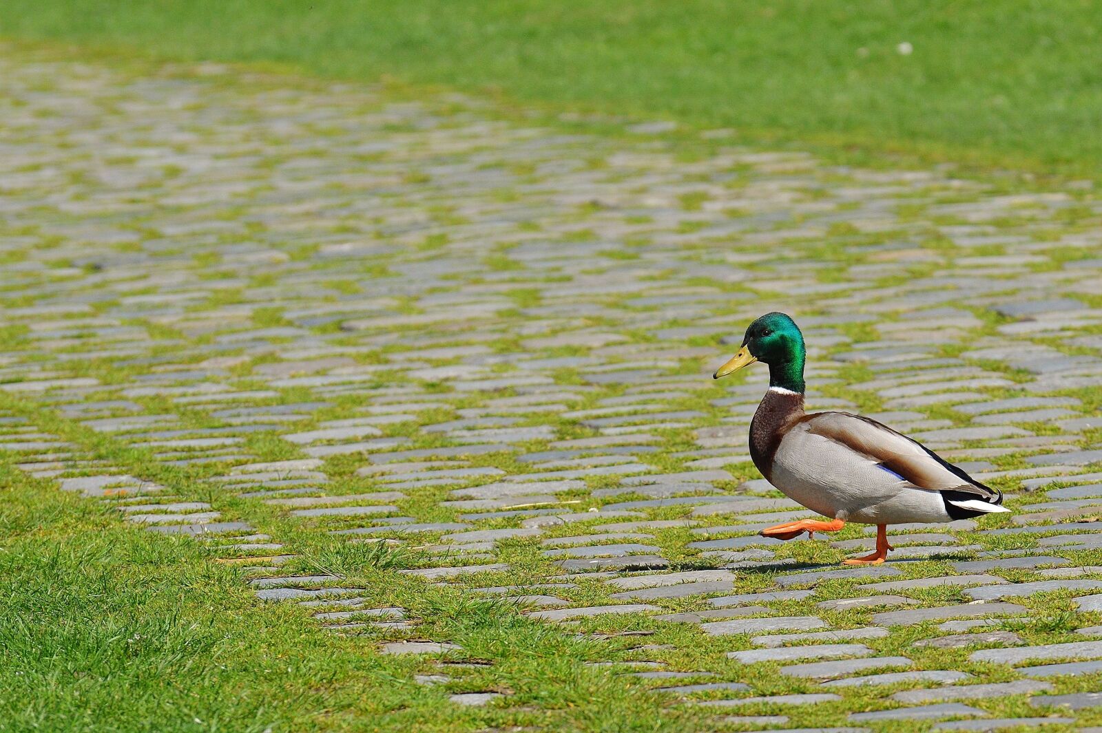 Nikon D3200 sample photo. Duck, walk, sidewalk photography