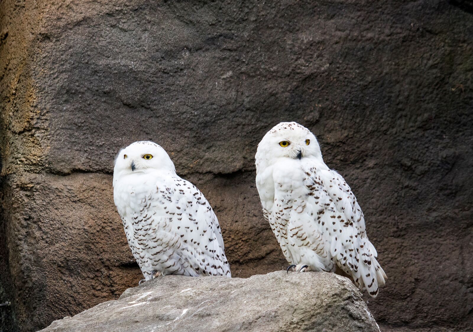 Canon EF-S 55-250mm F4-5.6 IS STM sample photo. Snowy owl, owl, bird photography