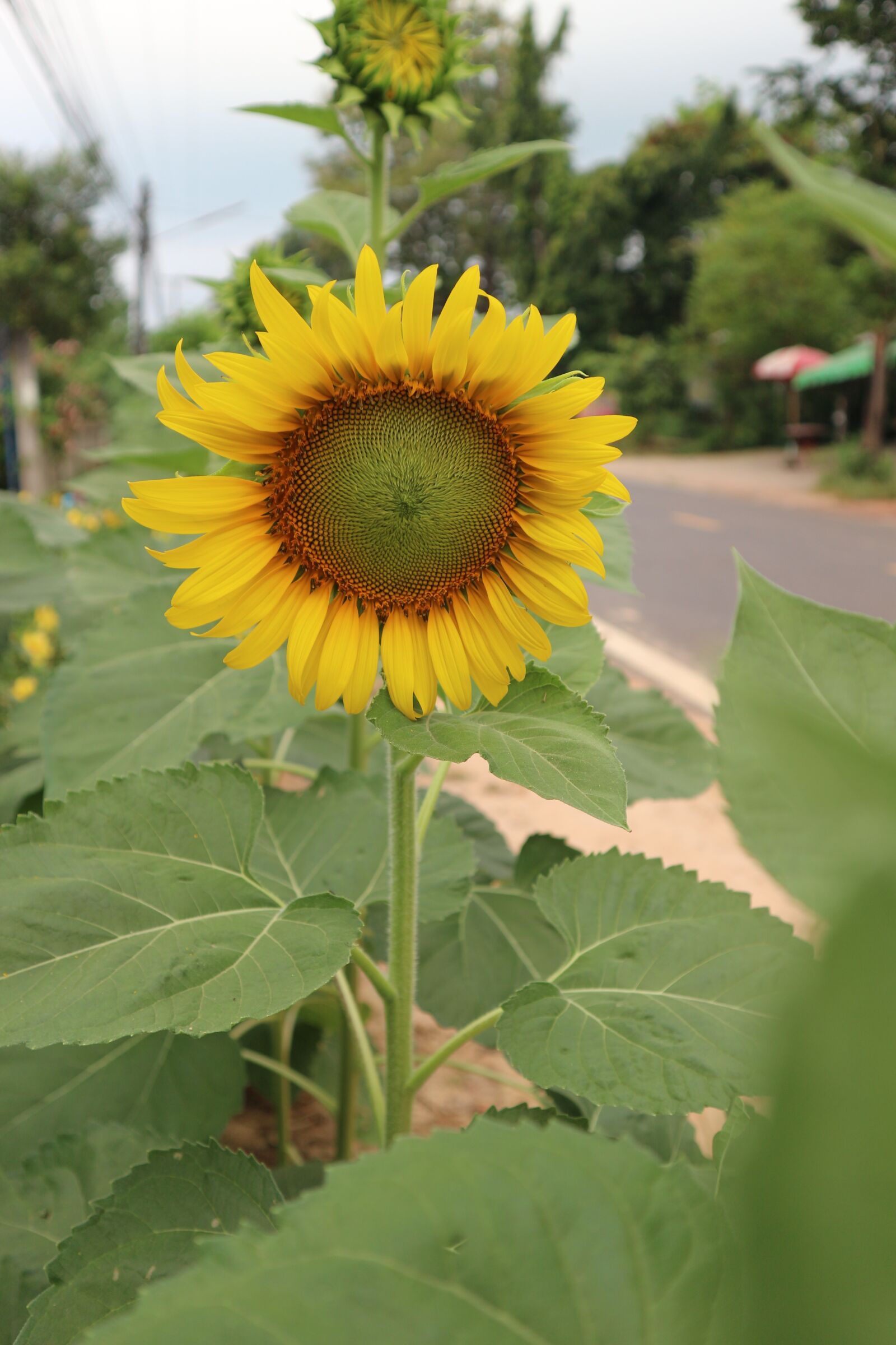 Canon EOS M10 sample photo. Sunflower, open, flowers photography