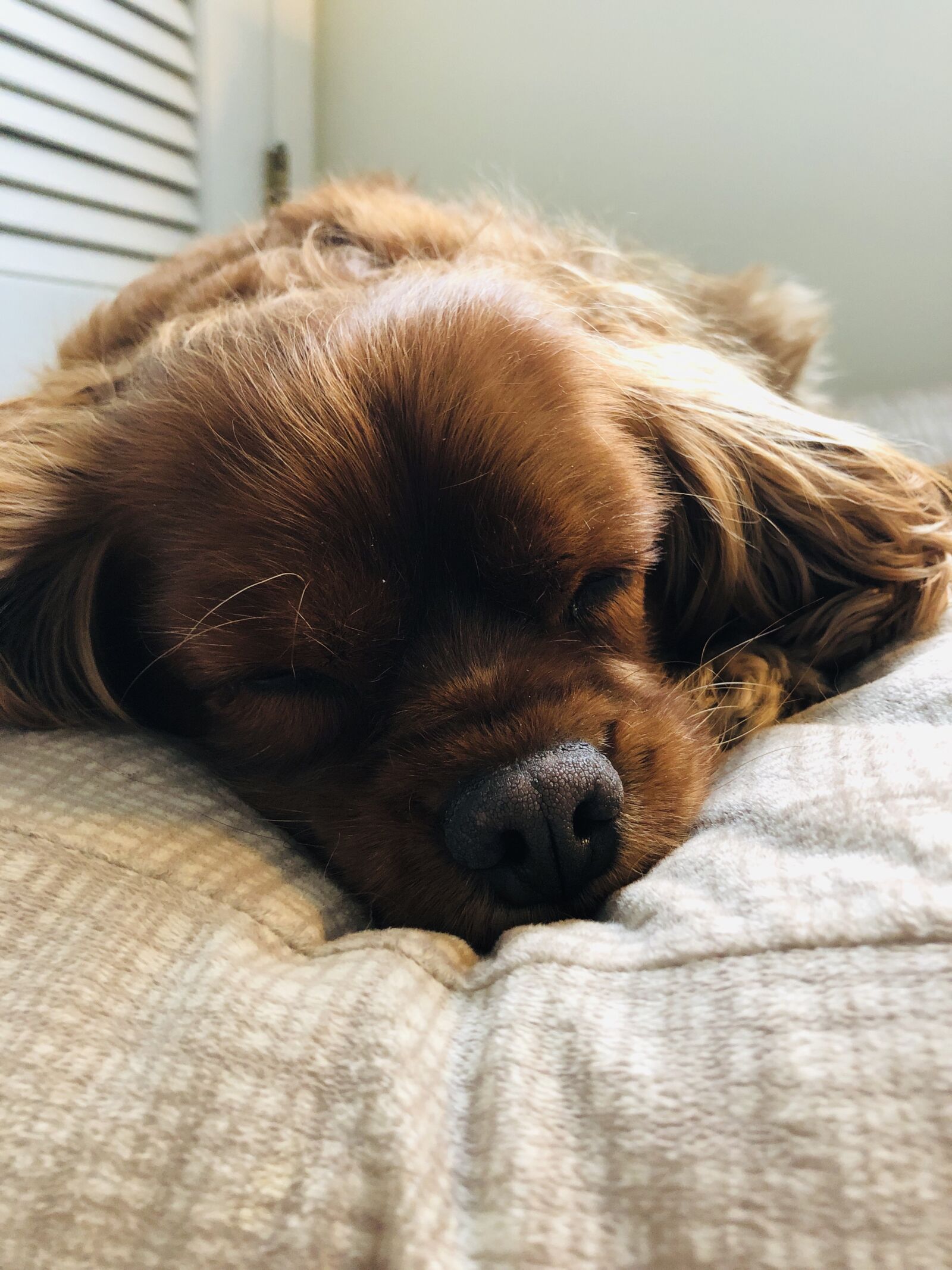 iPhone 8 back camera 3.99mm f/1.8 sample photo. Dog, sleeping, relax photography