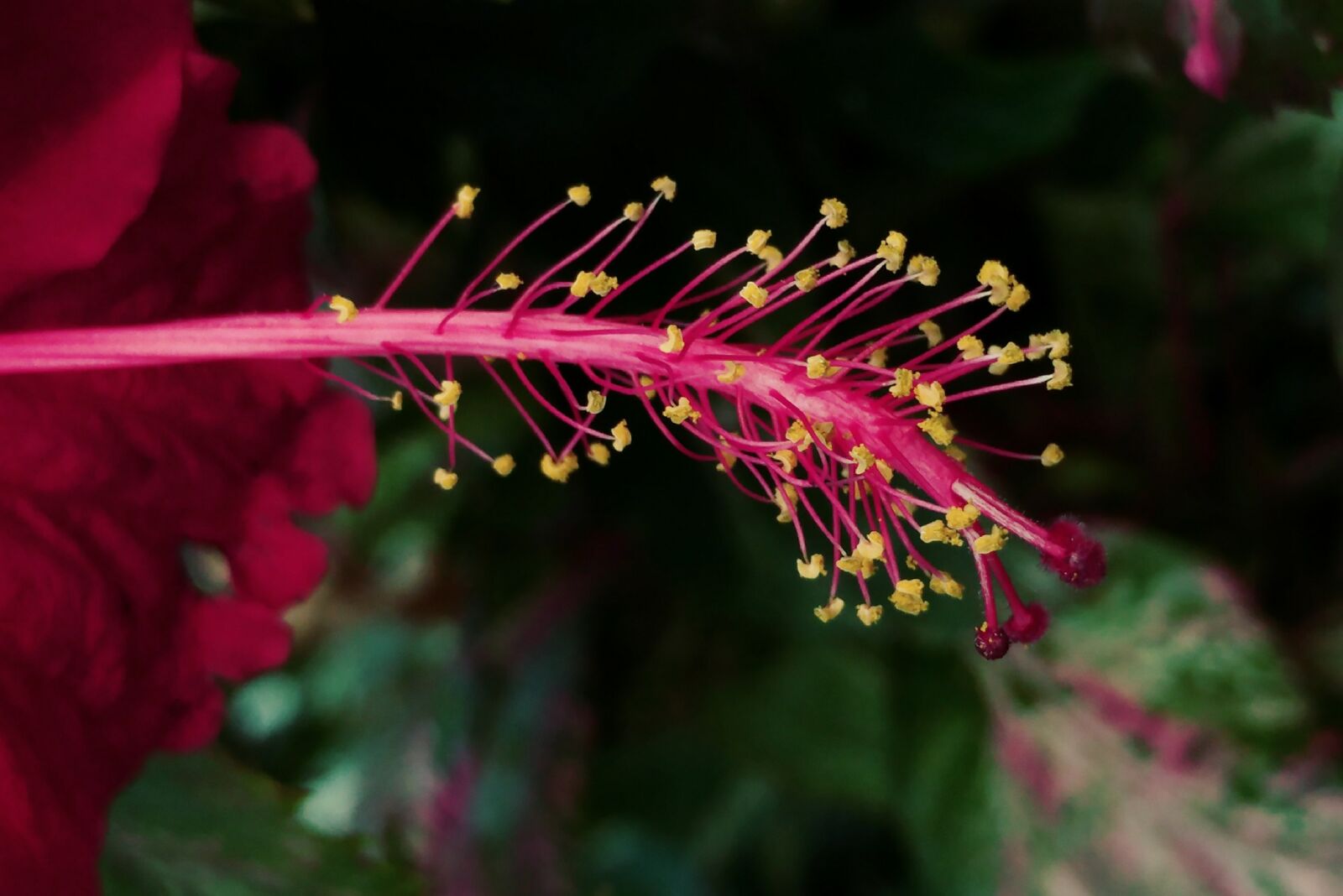 LG G5 sample photo. Red hibiscus, pistil, flower photography