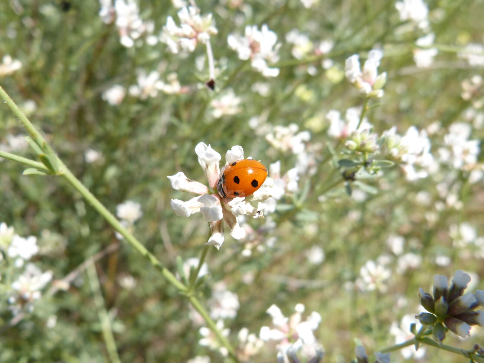 Panasonic DMC-FZ62 sample photo. Ladybug, flowers, tiny photography