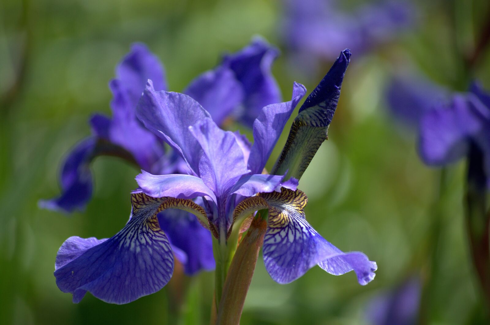 Nikon D5100 sample photo. Flower, iris, purple photography