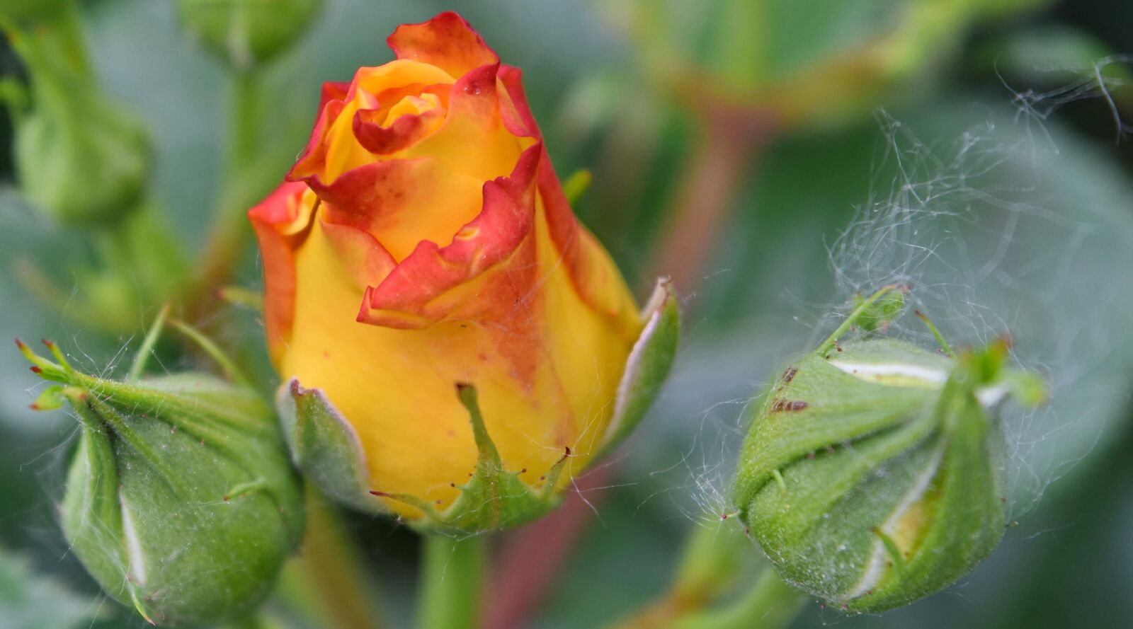 Nikon D5500 sample photo. Details, roses, yellow, rose photography