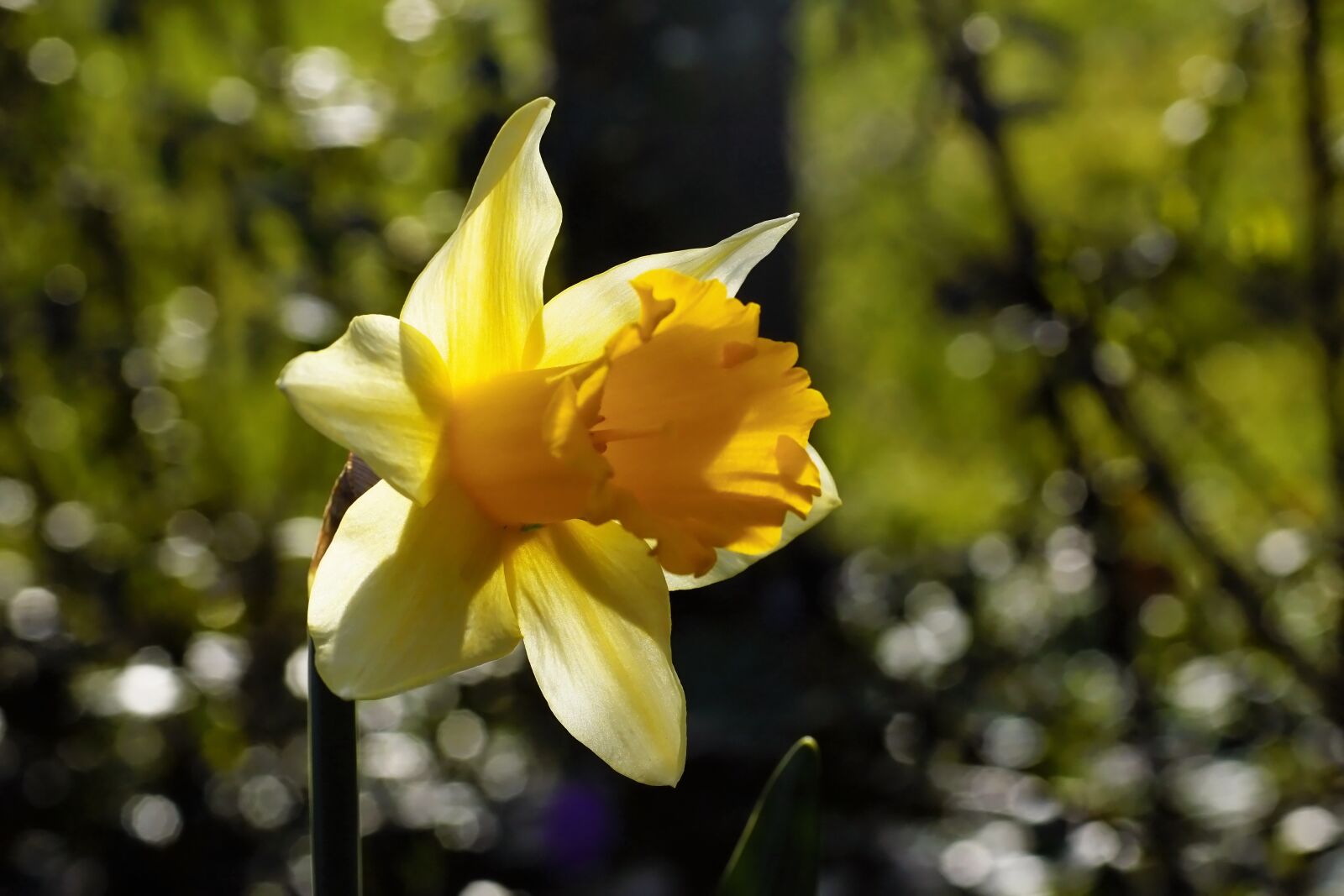 Sony SLT-A68 sample photo. Flower, daffodil, narcissus photography