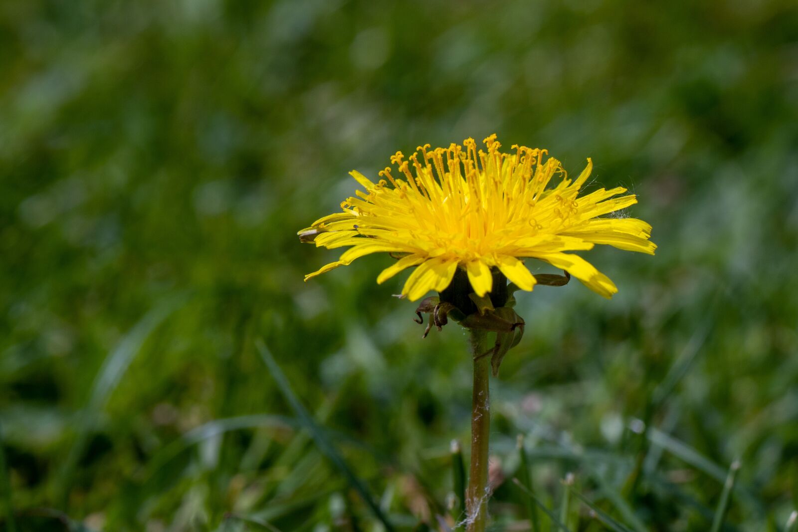 Canon EOS RP + Tamron SP 90mm F2.8 Di VC USD 1:1 Macro sample photo. Dandelion, close up, spring photography
