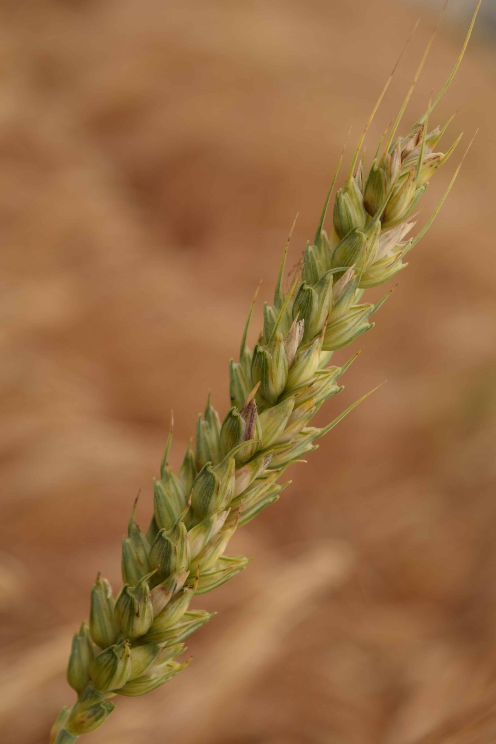 Nikon D3300 sample photo. Agriculture, cereal, nature, food photography