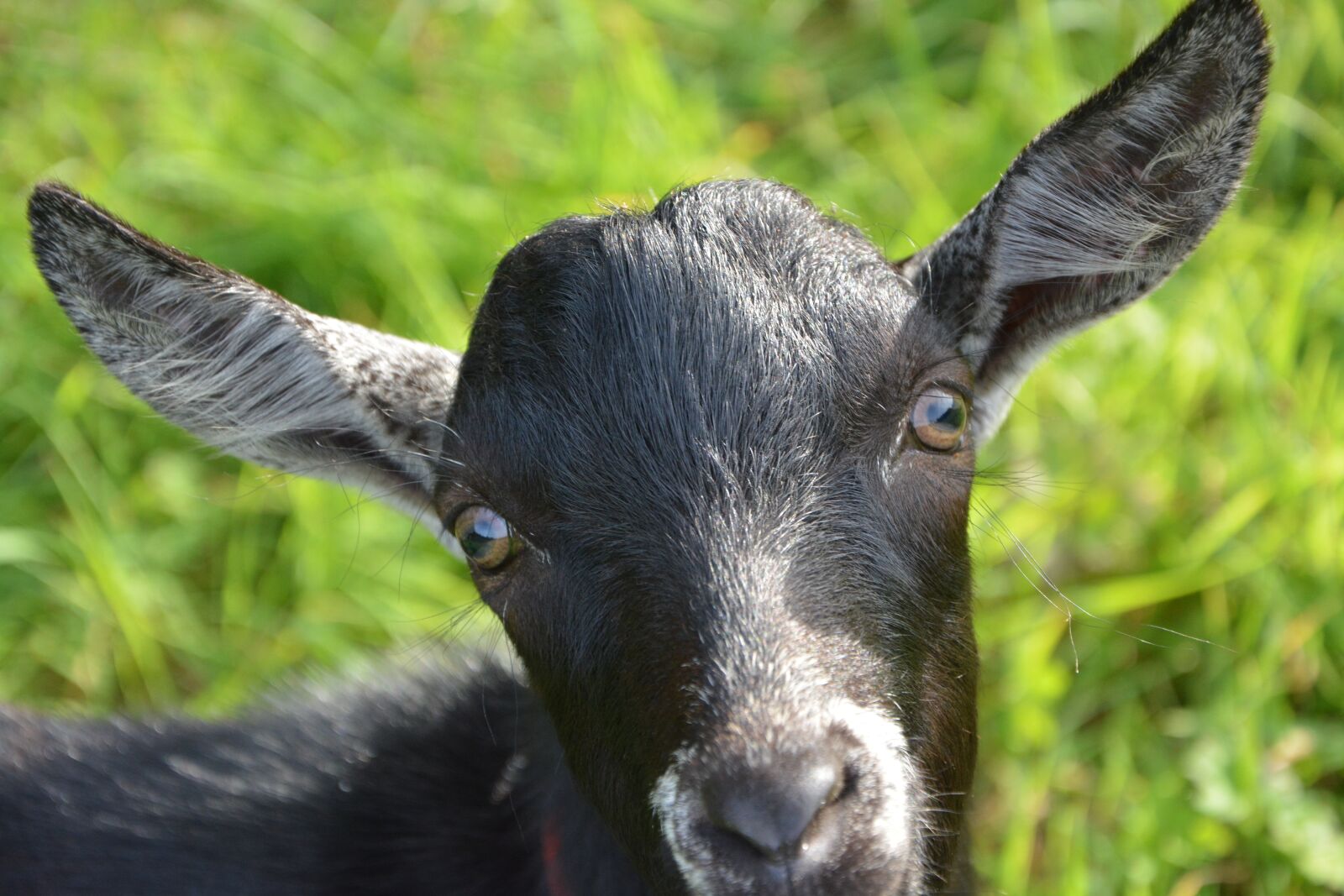 Nikon D5200 sample photo. Goat, portrait, head animal photography