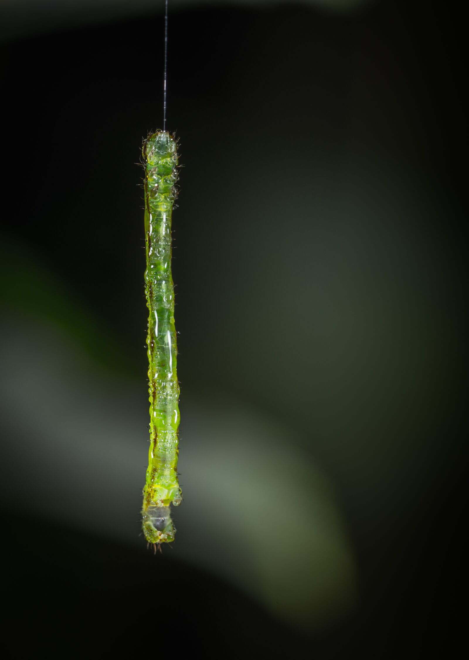 #124 65/2.8 sample photo. Nature, sheet, bespozvonochnoe photography