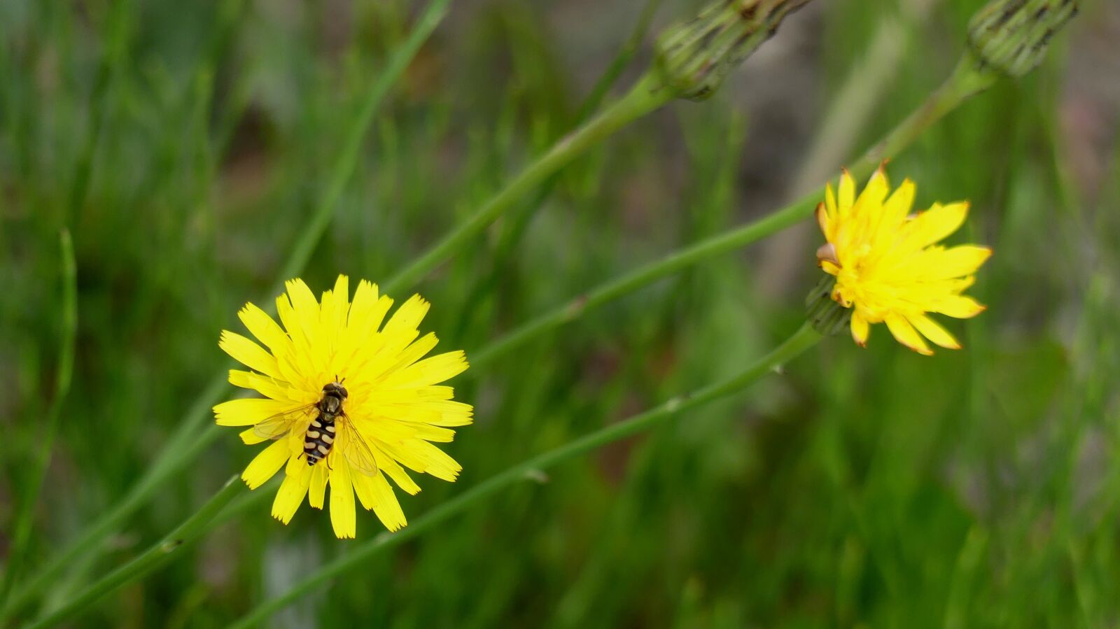 Panasonic Lumix DMC-FZ300 sample photo. Dandelion, fly, meadow photography