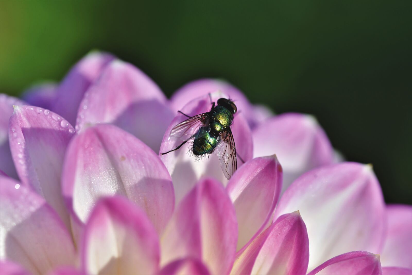 Nikon D7200 sample photo. Fly, insect, wing photography