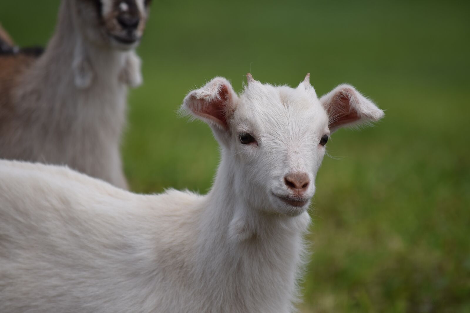 Nikon D3300 sample photo. Goat, animal, baby photography