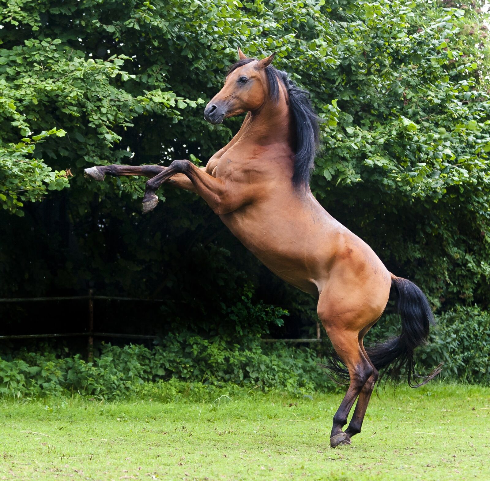 Nikon D700 sample photo. Arabs, stallion, thoroughbred arabian photography